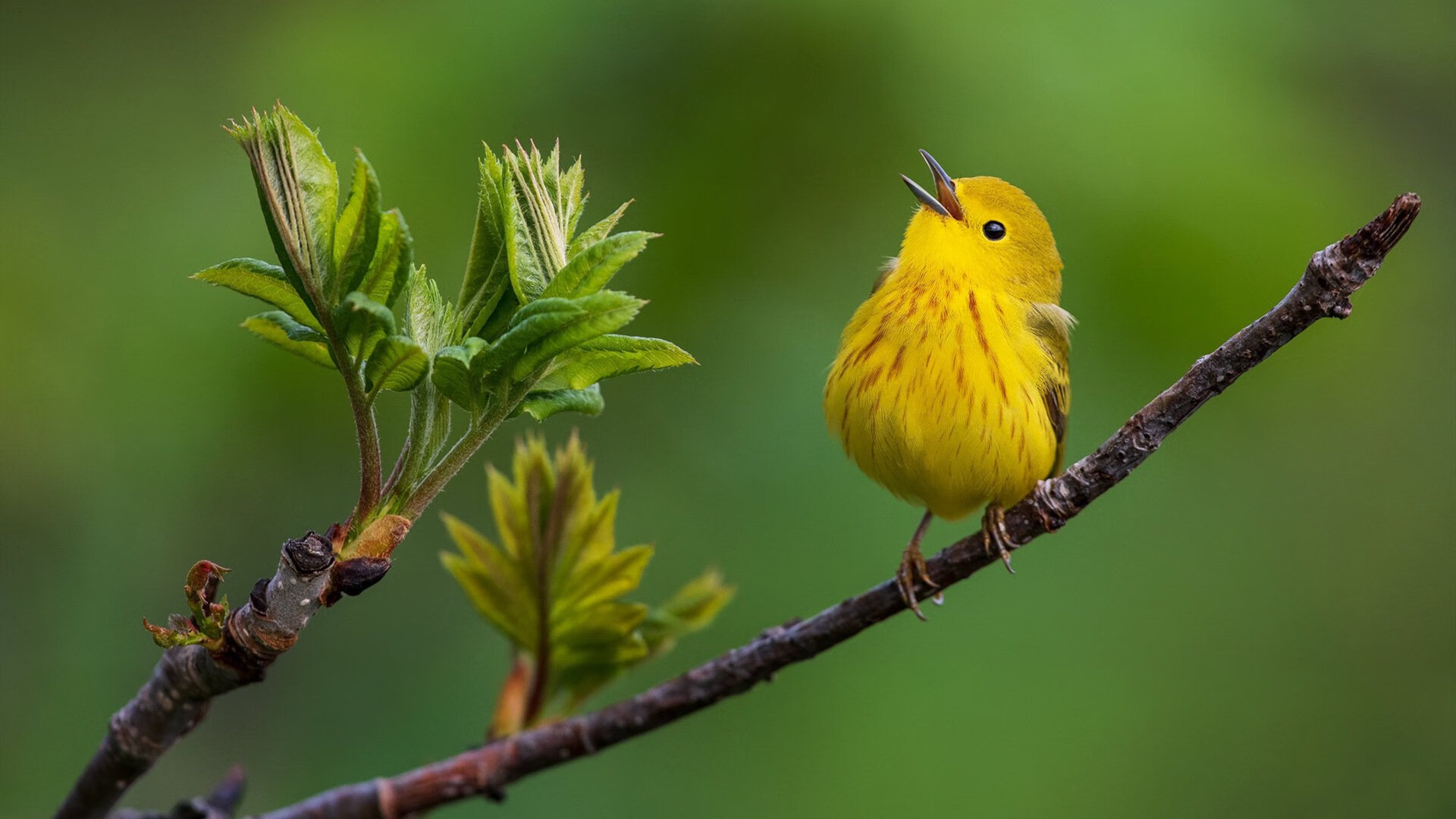 尤文巅峰对决，乌拉圭旧梦与新神的胜负手，当蓝白幽灵遇见哈兰德之锤