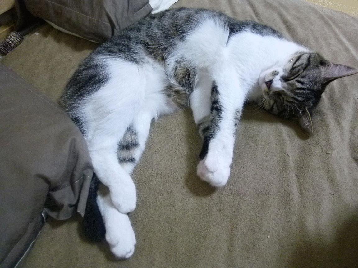 欧冠淘汰赛焦点战,北京队提前终结悬念,力克广东队