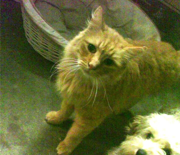 马克西里程碑之夜，活塞队力克北京队，个人突破引燃赛场