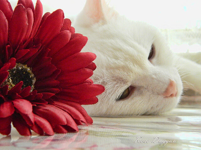 锡安末节定江山，新疆力克热火夺赛点