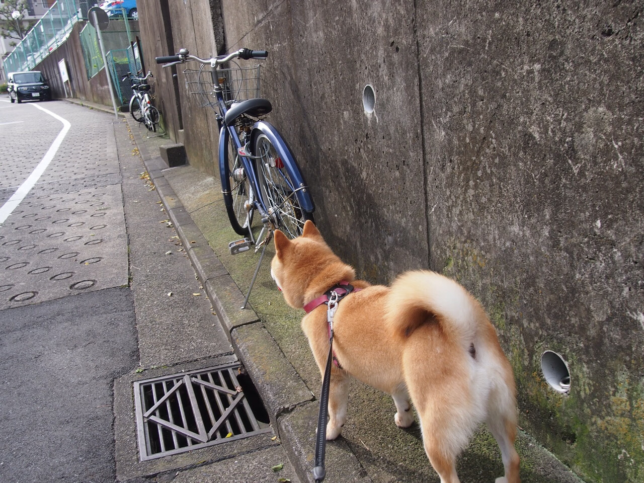 轰然倒塌！锡安独步天下，雷霆防线在他面前化为齑粉