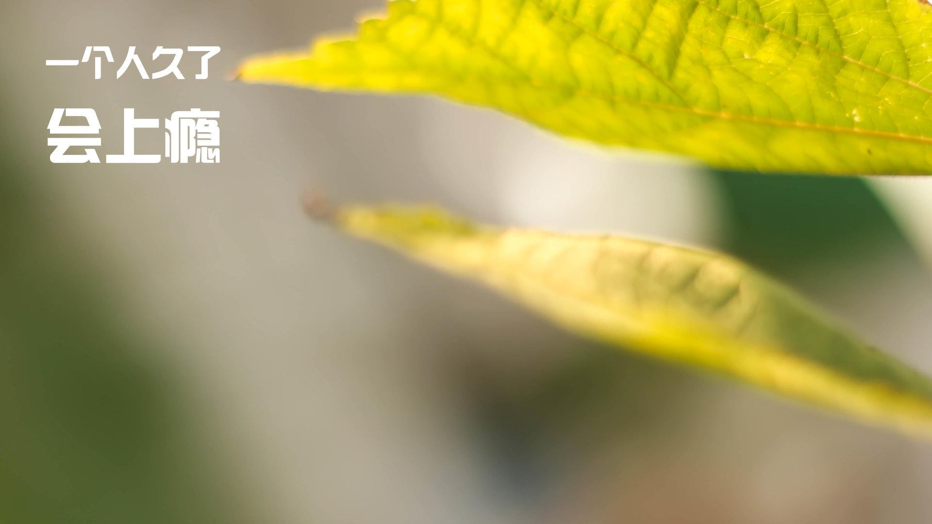 厄德高独领风骚，美加墨世界杯之夜的璀璨焦点