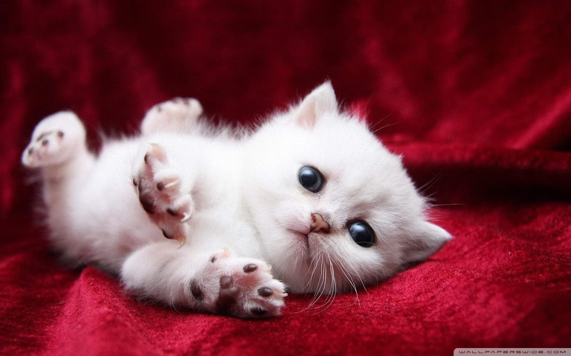 金年会全站-双面篮球，当字母哥接管比赛之时，马刺正用团队完成一场狂胜