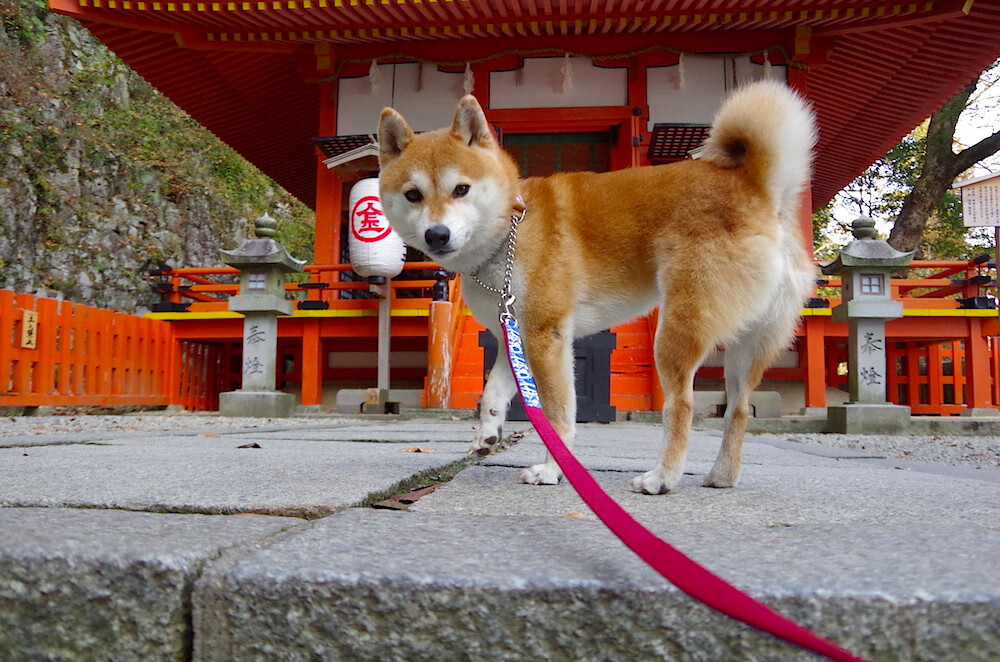 金年会网址-于至暗时刻点亮自己，富安健洋的沉默反击