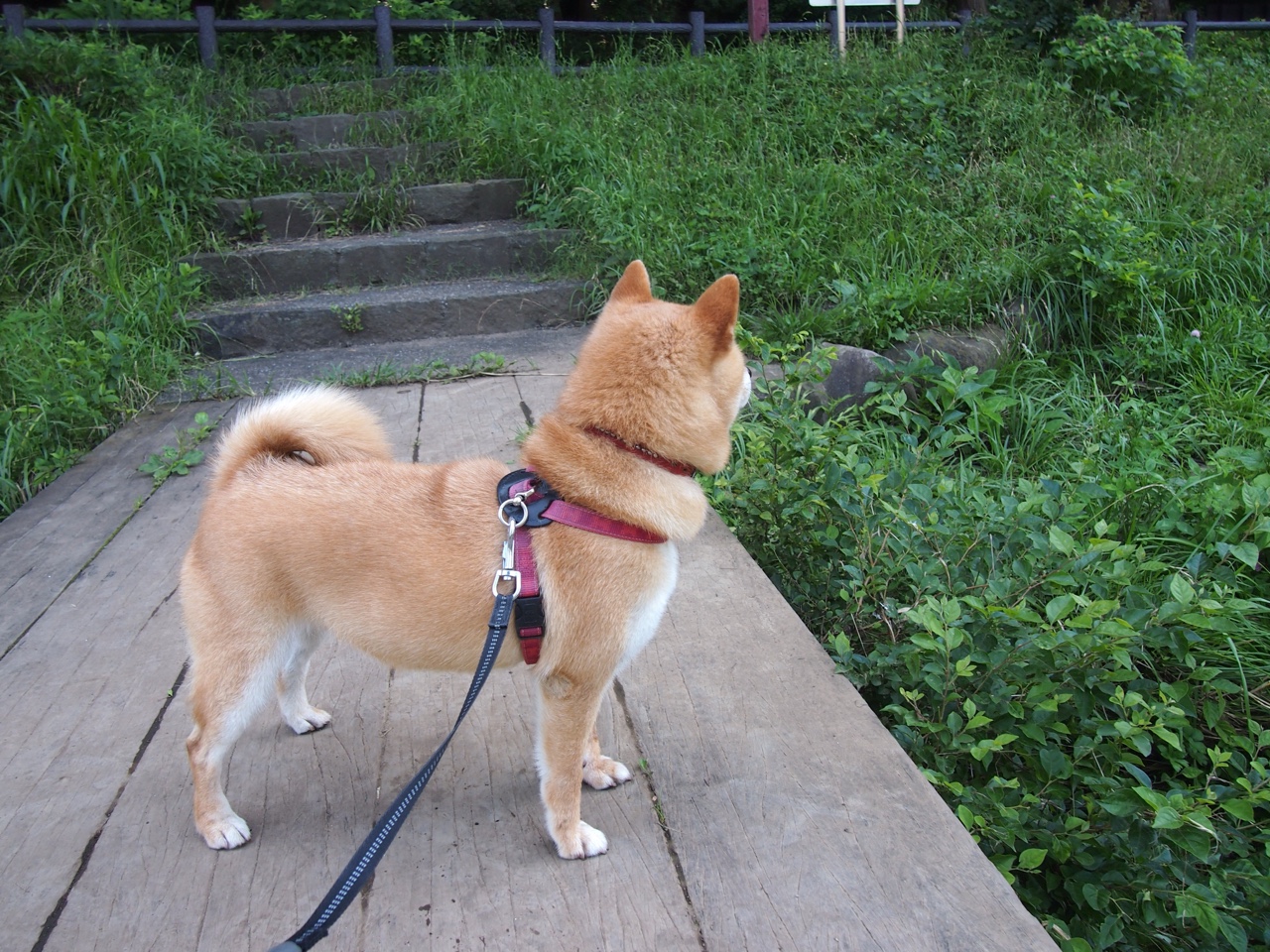 金年会集团-欧非交响曲，当加维的舞步踏响几内亚战鼓