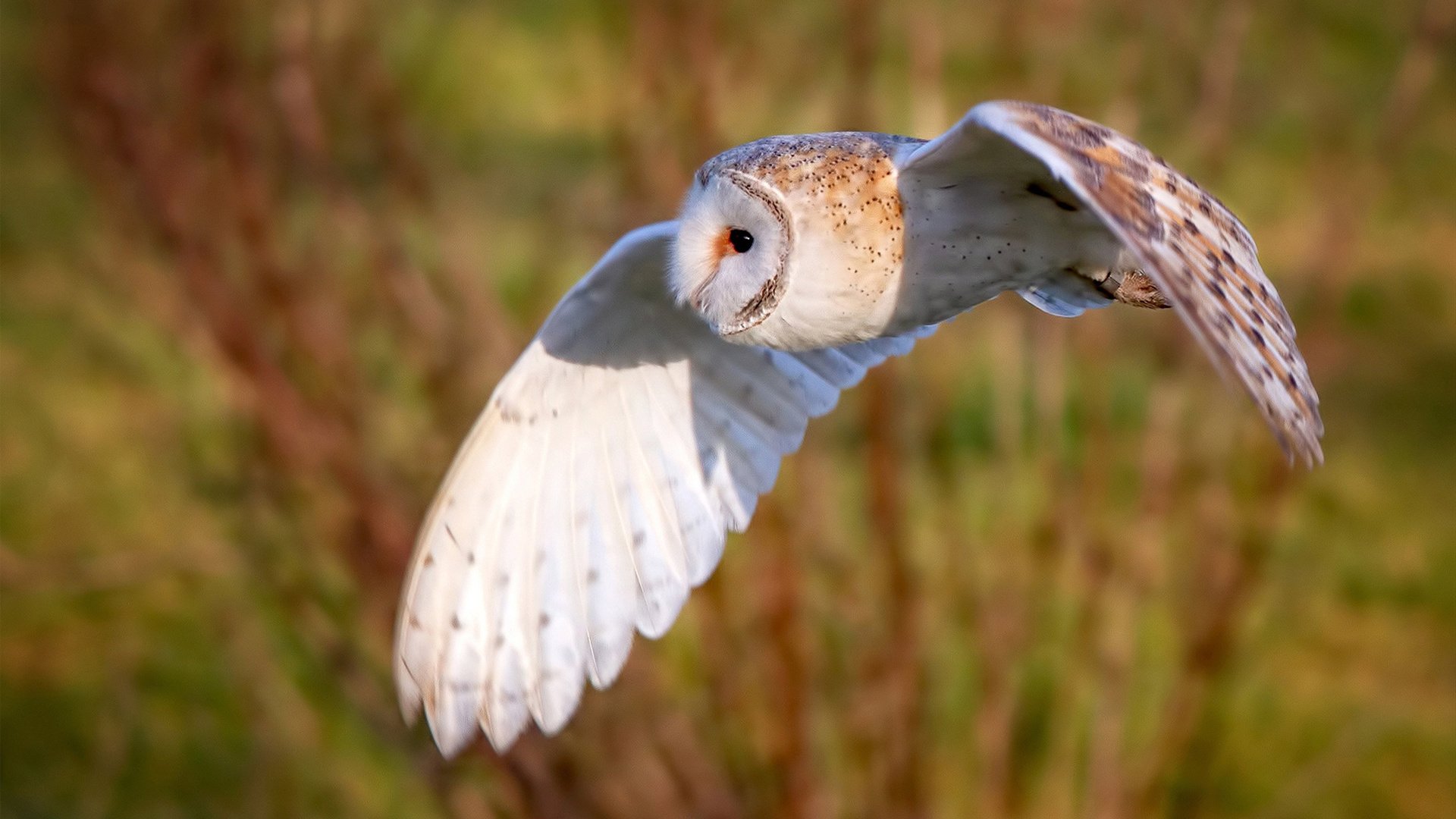 绿茵杀神降临总决赛,当弗拉霍维奇在篮球场踢出弧线球