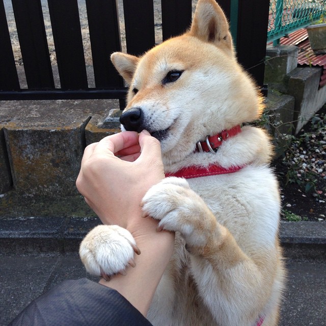 金年会娱乐-日本队友谊赛力克拉齐奥，加克波闪耀全场无愧MVP