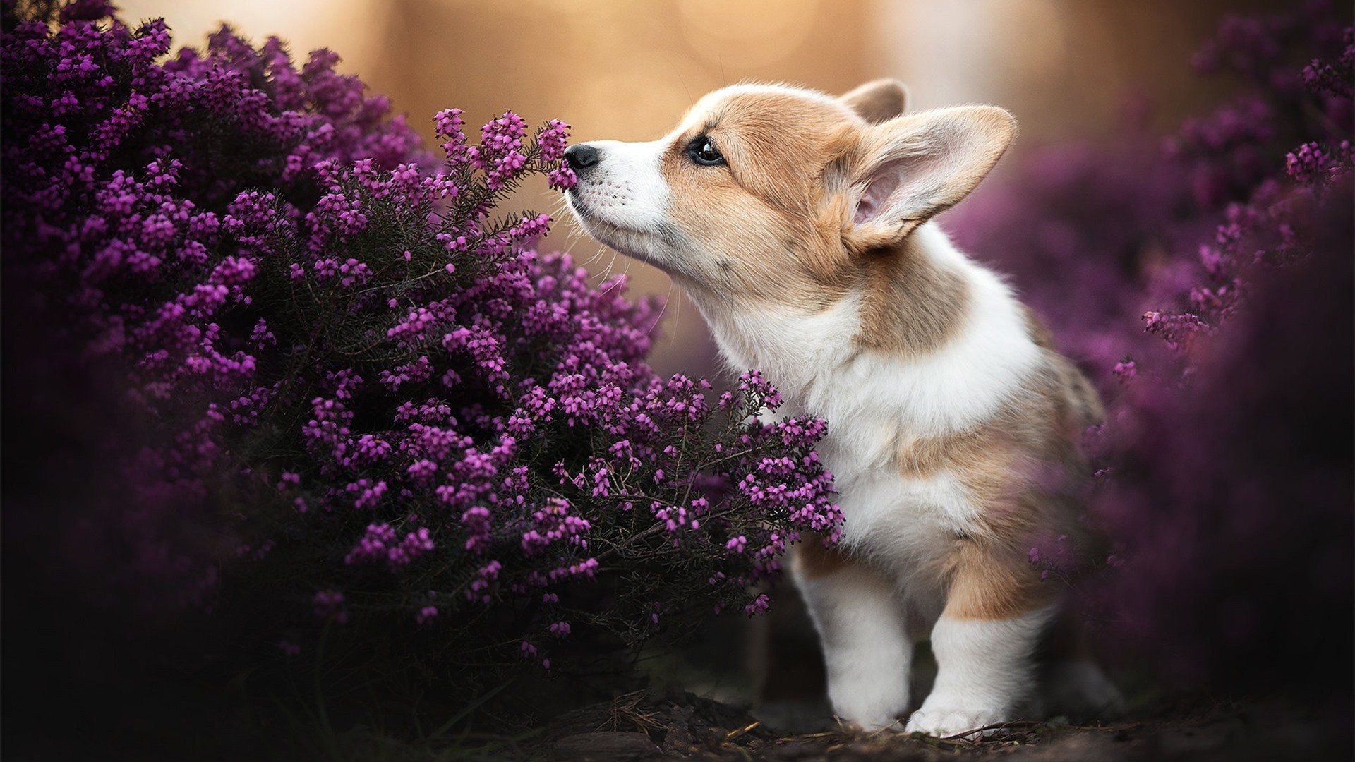 金年会平台-伊萨克节奏掌控，哥伦比亚冲垮突尼斯，一场中场大师的完美演绎