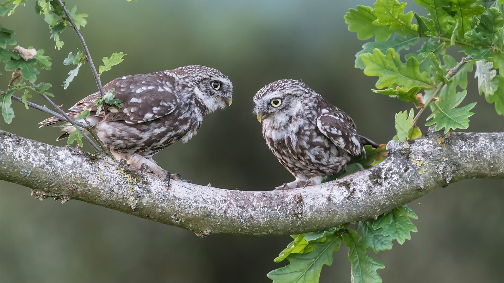 金年会APP-绝境中的神祇，库尔图瓦抢七之夜统治全场