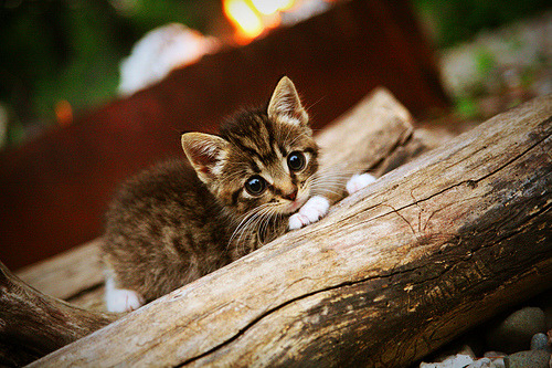 欧冠之巅，巴西铁蹄踏碎亚特兰大神话，维尼修斯登基新王之战