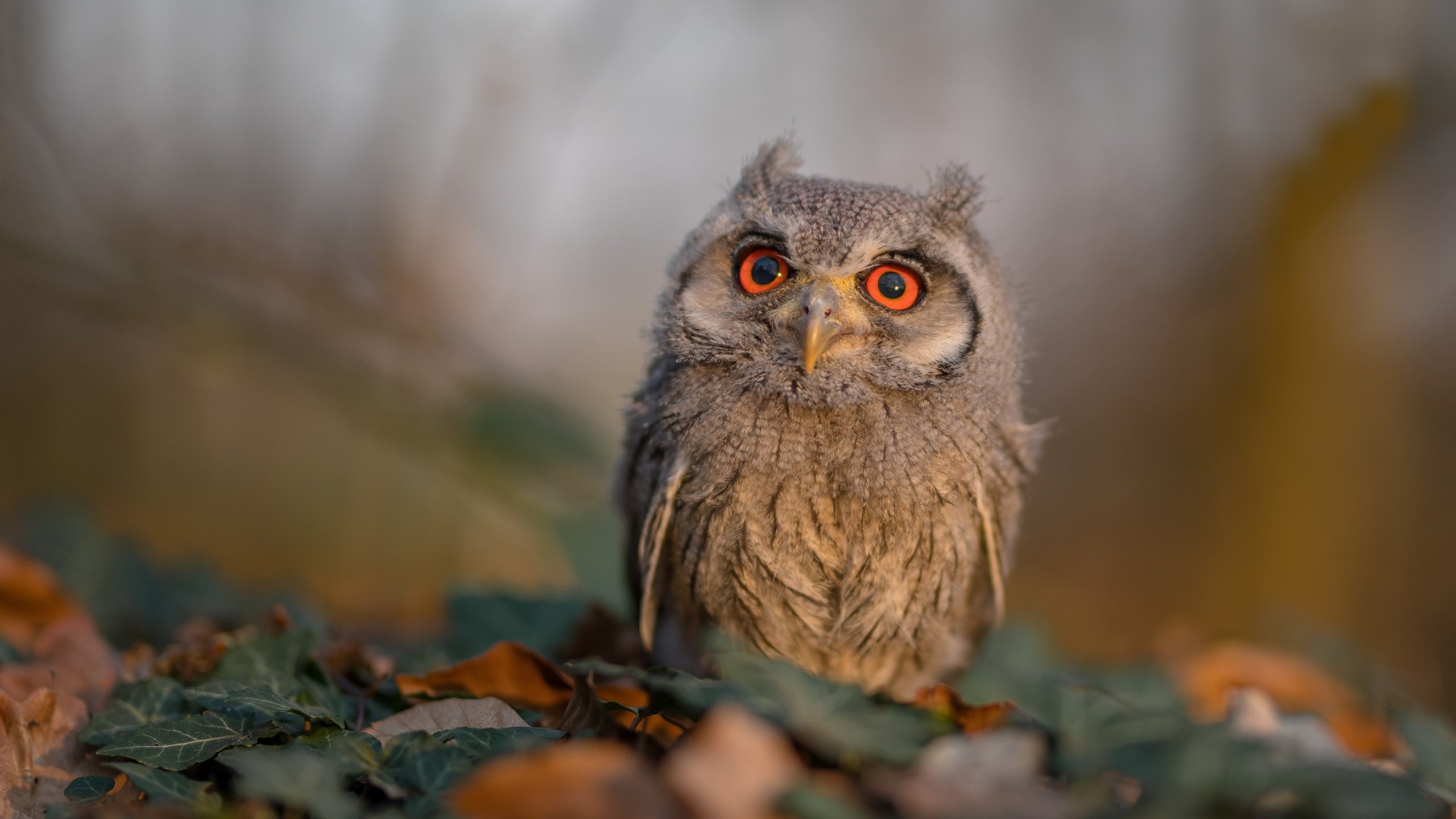 金年会集团-对抗的暗面，当基耶萨的杀伤映照现代足球的战术伦理困境