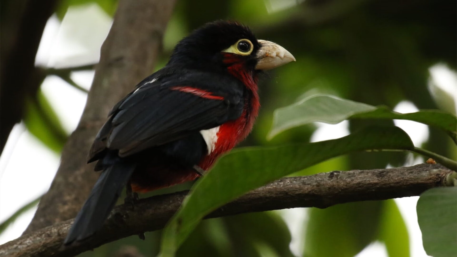 双城记,皇家社会绝境逢生,贝林厄姆德甲封神