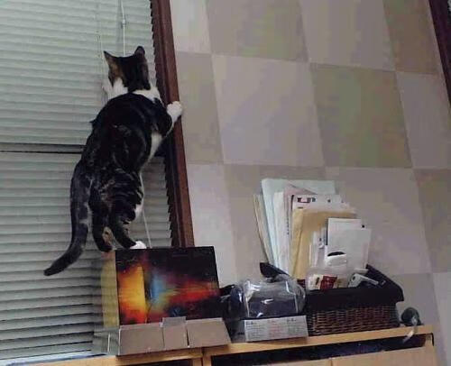 金年会app下载-罗德里戈爆发背后的战术博弈，日本如何用压制火力瓦解澳大利亚